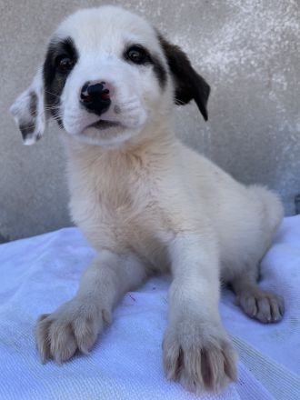 Alain, geb. ca. 06/2023, lebt in GRIECHENLAND, im städt. Tierheim Serres