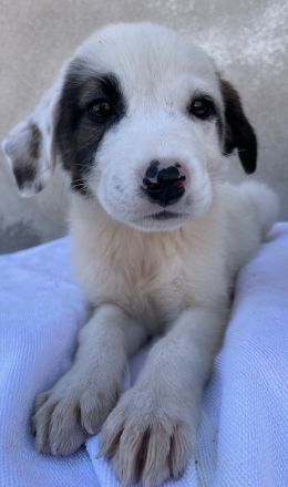 Alain, geb. ca. 06/2023, lebt in GRIECHENLAND, im städt. Tierheim Serres