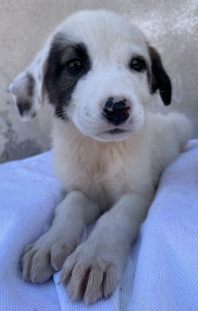 Alain, geb. ca. 06/2023, lebt in GRIECHENLAND, im städt. Tierheim Serres