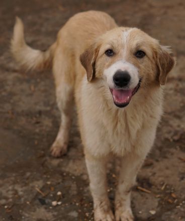 Alrakis, geb. ca. 07/2023, lebt in GRIECHENLAND, auf einer privaten Pflegestelle