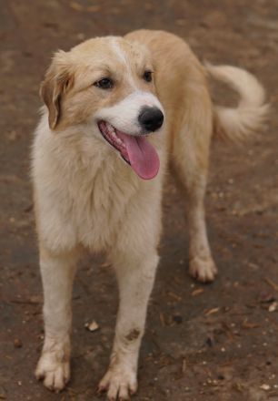 Alrakis, geb. ca. 07/2023, lebt in GRIECHENLAND, auf einer privaten Pflegestelle