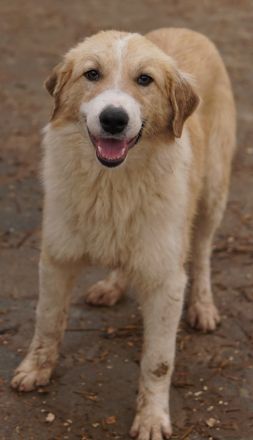 Alrakis, geb. ca. 07/2023, lebt in GRIECHENLAND, auf einer privaten Pflegestelle