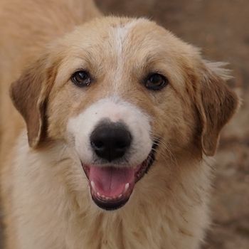 Alrakis, geb. ca. 07/2023, lebt in GRIECHENLAND, auf einer privaten Pflegestelle