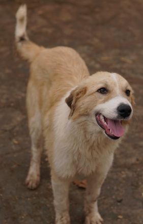 Alrakis, geb. ca. 07/2023, lebt in GRIECHENLAND, auf einer privaten Pflegestelle