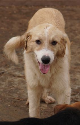 Alrakis, geb. ca. 07/2023, lebt in GRIECHENLAND, auf einer privaten Pflegestelle