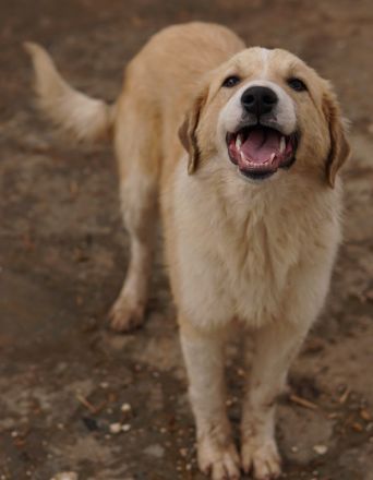 Alrakis, geb. ca. 07/2023, lebt in GRIECHENLAND, auf einer privaten Pflegestelle