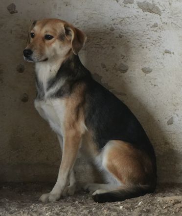 Atlanta, geb. ca. 07/2023, lebt in GRIECHENLAND, auf einer privaten Pflegestelle