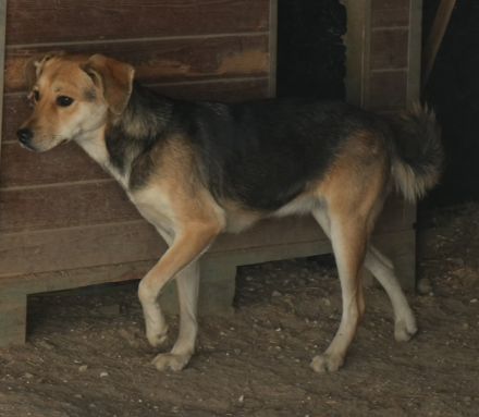 Atlanta, geb. ca. 07/2023, lebt in GRIECHENLAND, auf einer privaten Pflegestelle