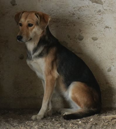 Atlanta, geb. ca. 07/2023, lebt in GRIECHENLAND, auf einer privaten Pflegestelle