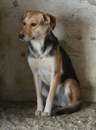 Atlanta, geb. ca. 07/2023, lebt in GRIECHENLAND, auf einer privaten Pflegestelle