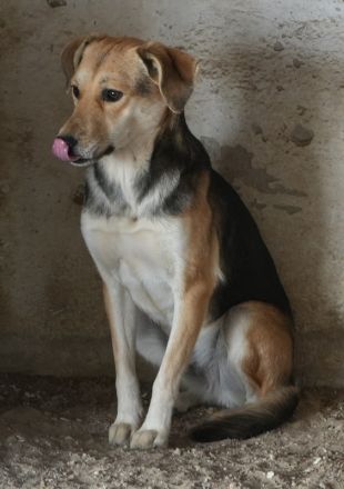 Atlanta, geb. ca. 07/2023, lebt in GRIECHENLAND, auf einer privaten Pflegestelle