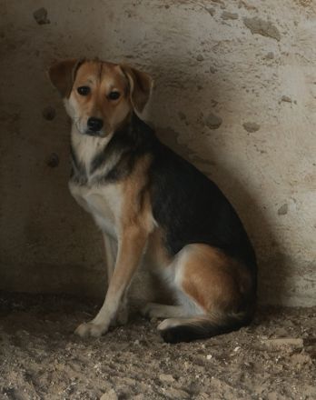 Atlanta, geb. ca. 07/2023, lebt in GRIECHENLAND, auf einer privaten Pflegestelle