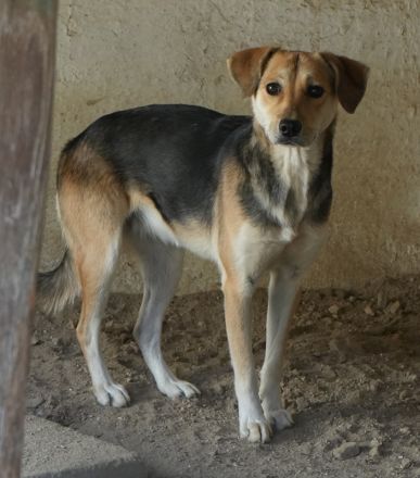 Atlanta, geb. ca. 07/2023, lebt in GRIECHENLAND, auf einer privaten Pflegestelle