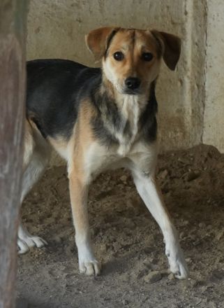 Atlanta, geb. ca. 07/2023, lebt in GRIECHENLAND, auf einer privaten Pflegestelle