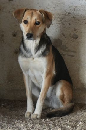 Atlanta, geb. ca. 07/2023, lebt in GRIECHENLAND, auf einer privaten Pflegestelle