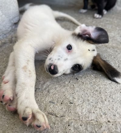 Benda, geb. ca. 06/2023, lebt in GRIECHENLAND, im städt. Tierheim Serres