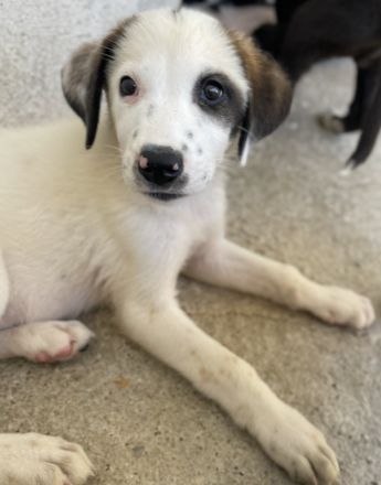Benda, geb. ca. 06/2023, lebt in GRIECHENLAND, im städt. Tierheim Serres