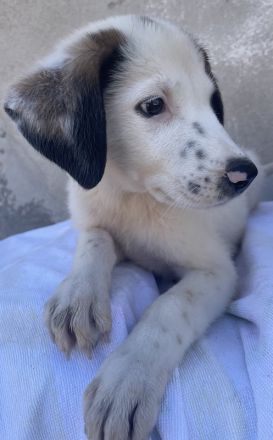 Benda, geb. ca. 06/2023, lebt in GRIECHENLAND, im städt. Tierheim Serres
