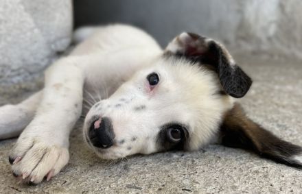 Benda, geb. ca. 06/2023, lebt in GRIECHENLAND, im städt. Tierheim Serres