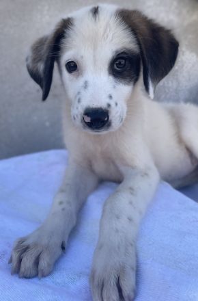 Benda, geb. ca. 06/2023, lebt in GRIECHENLAND, im städt. Tierheim Serres