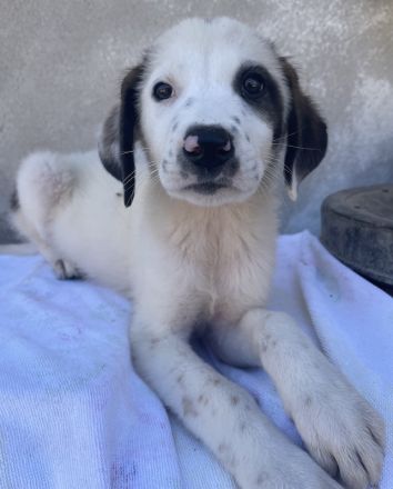 Benda, geb. ca. 06/2023, lebt in GRIECHENLAND, im städt. Tierheim Serres