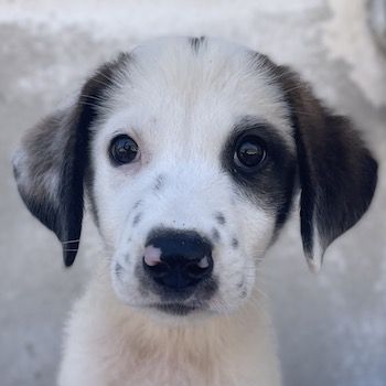 Benda, geb. ca. 06/2023, lebt in GRIECHENLAND, im städt. Tierheim Serres