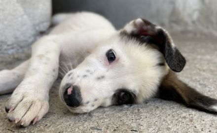 Benda, geb. ca. 06/2023, lebt in GRIECHENLAND, im städt. Tierheim Serres
