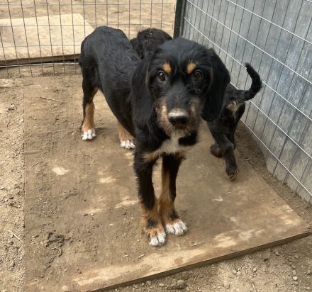 Bertha, geb. ca. 03/2023, lebt in GRIECHENLAND, auf einer privaten Pflegestelle