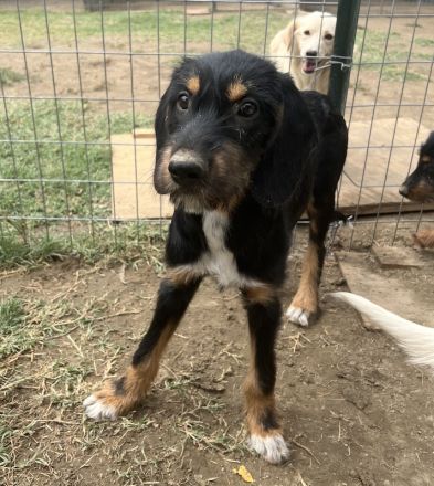 Bertha, geb. ca. 03/2023, lebt in GRIECHENLAND, auf einer privaten Pflegestelle