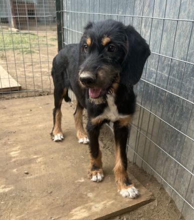 Bertha, geb. ca. 03/2023, lebt in GRIECHENLAND, auf einer privaten Pflegestelle