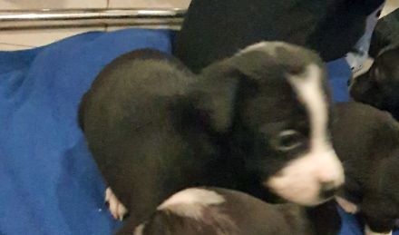 2 kleine jackrussel pinscher Mix Mädchen suchen noch ein Zuhause