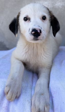Bley, geb. ca. 06/2023, lebt in GRIECHENLAND, im städt. Tierheim Serres