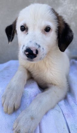 Bley, geb. ca. 06/2023, lebt in GRIECHENLAND, im städt. Tierheim Serres