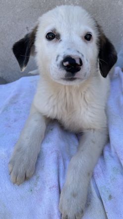 Bley, geb. ca. 06/2023, lebt in GRIECHENLAND, im städt. Tierheim Serres