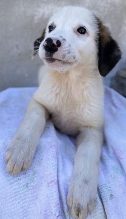 Bley, geb. ca. 06/2023, lebt in GRIECHENLAND, im städt. Tierheim Serres