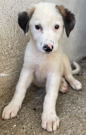 Bley, geb. ca. 06/2023, lebt in GRIECHENLAND, im städt. Tierheim Serres