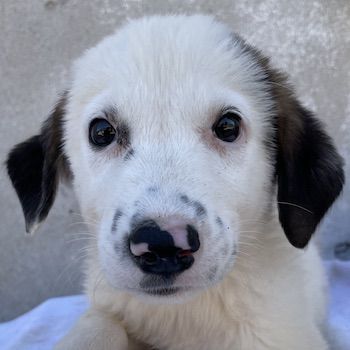 Bley, geb. ca. 06/2023, lebt in GRIECHENLAND, im städt. Tierheim Serres