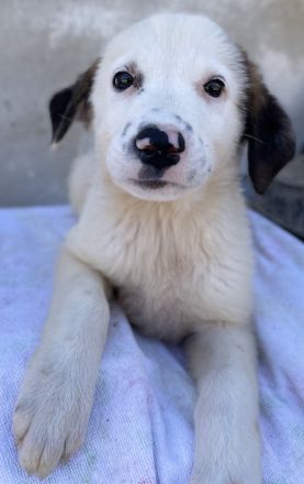 Bley, geb. ca. 06/2023, lebt in GRIECHENLAND, im städt. Tierheim Serres