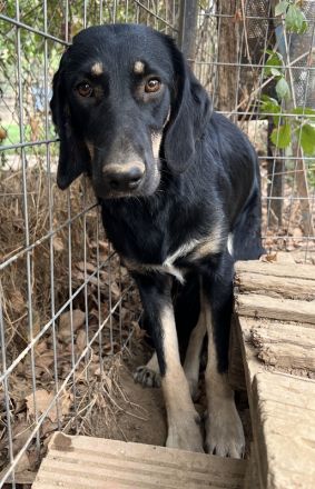 Blueberry, geb. ca. 06/2023, lebt in GRIECHENLAND, auf einer privaten Pflegestelle