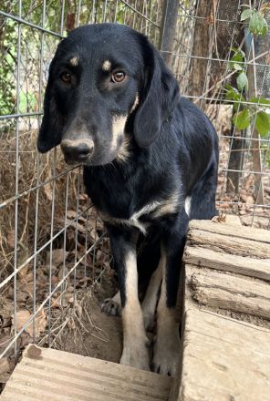 Blueberry, geb. ca. 06/2023, lebt in GRIECHENLAND, auf einer privaten Pflegestelle