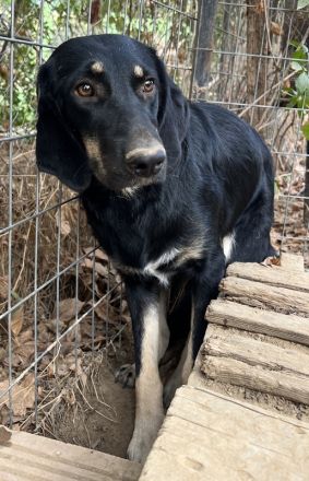 Blueberry, geb. ca. 06/2023, lebt in GRIECHENLAND, auf einer privaten Pflegestelle