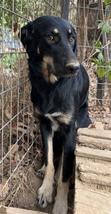 Blueberry, geb. ca. 06/2023, lebt in GRIECHENLAND, auf einer privaten Pflegestelle