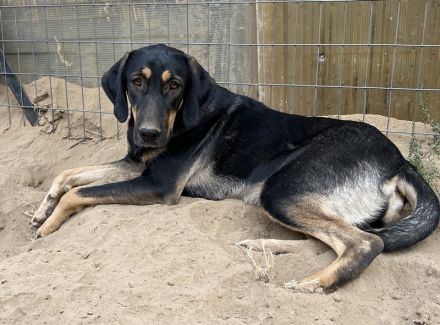 Cake, geb. ca. 06/2023, lebt in GRIECHENLAND, auf einer privaten Pflegestelle