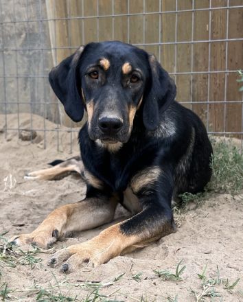 Cake, geb. ca. 06/2023, lebt in GRIECHENLAND, auf einer privaten Pflegestelle