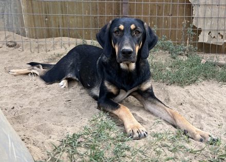 Cake, geb. ca. 06/2023, lebt in GRIECHENLAND, auf einer privaten Pflegestelle