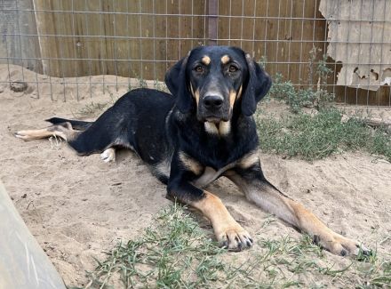 Cake, geb. ca. 06/2023, lebt in GRIECHENLAND, auf einer privaten Pflegestelle