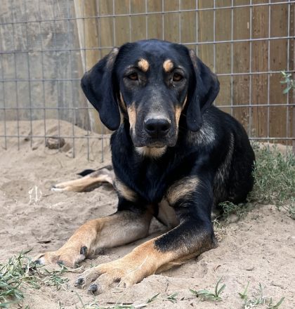 Cake, geb. ca. 06/2023, lebt in GRIECHENLAND, auf einer privaten Pflegestelle