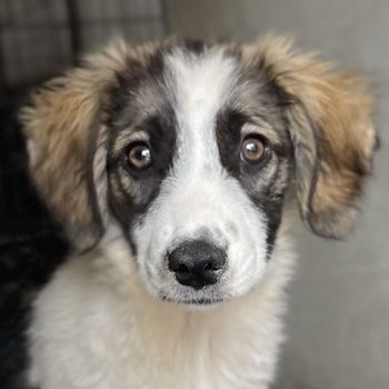 Eiche, geb. ca. 07/2023, lebt in GRIECHENLAND, im städt. Tierheim Serres