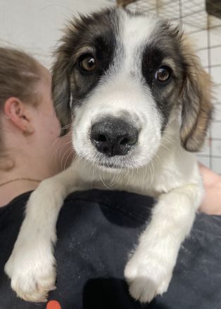 Eiche, geb. ca. 07/2023, lebt in GRIECHENLAND, im städt. Tierheim Serres