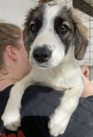 Eiche, geb. ca. 07/2023, lebt in GRIECHENLAND, im städt. Tierheim Serres